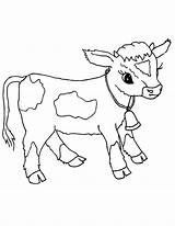 Vaca Calf Filhote Cows Tudodesenhos Coloringpages101 sketch template