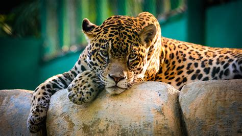jaguar wallpaper  wild animal carnivore predator big