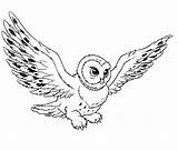 Owl Flying Drawing Coloring Colour Pages Beautiful Cute Potter Harry Wallpaper Outline Clipart Bird Getdrawings sketch template