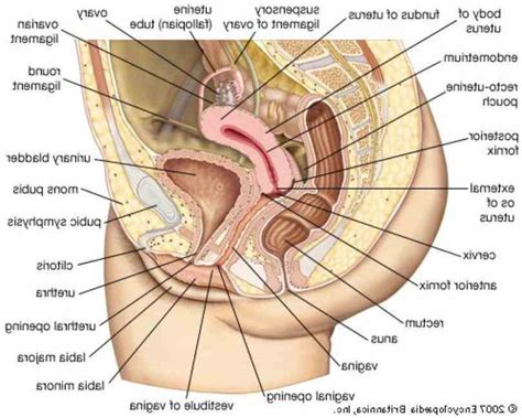 anatomy of female genital organs