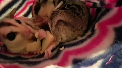 young sugar gliders eating apple youtube