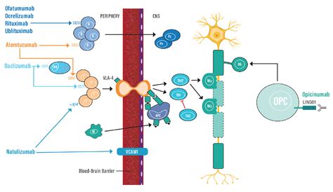 monoclonal antibody therapy in multiple sclerosis practical neurology
