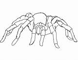 Spider Coloring Pages Printable Widow Kids Tarantula sketch template