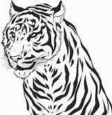 Tigre Tigres Tegning Aidobonsai Bestcoloringpagesforkids Stampare Printab Ausmalbild Coloringkids Tigri Tegninger Coloringme Lưu Ius Từ ã sketch template