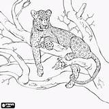 Pages Leopard Tree Coloring Branch Drawing Colouring Animal Zoo Oncoloring Color sketch template