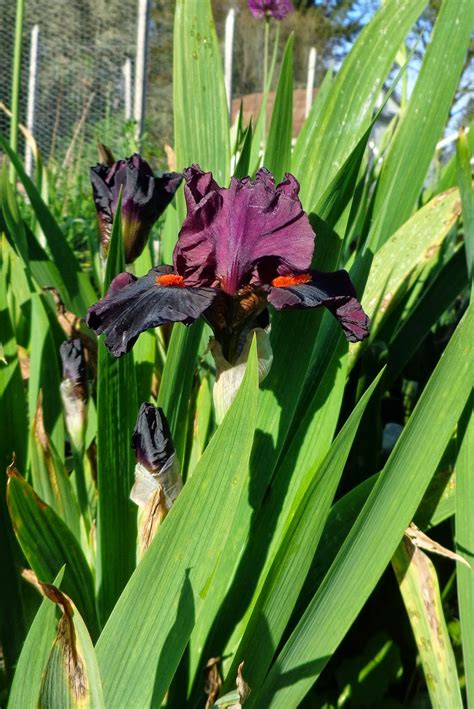 daniel s pacific nw garden irises 5 3 14