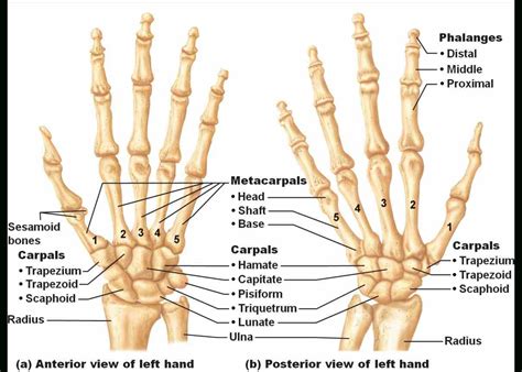 anatomy   wrist bones medicinebtgcom
