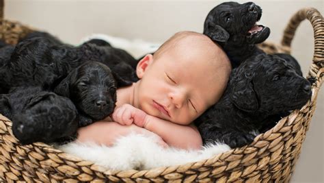 baby   puppies born   day share adorable photoshoot