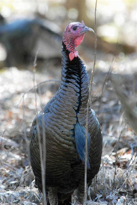 give  gobblers great days outdoors