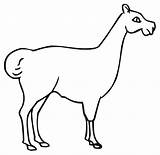 Llama Coloring Pages Dam Outline Animal Mammals Animals Printable Printmania Online Clipart sketch template