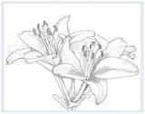 Coloring Lily Printable Flower Adult Colouring sketch template