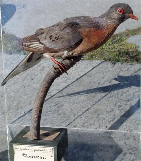 passenger pigeons die  earth earthsky