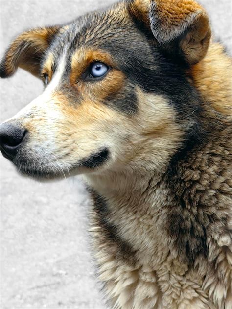 premium photo portrait   beautiful mongrel dog  blue eyes