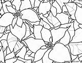 Poinsettia Coloring Getcolorings sketch template
