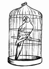 Cage Bird Coloring Pages Parrot Drawing Clipart Printable Print Color Getcolorings Jaula Clipartmag Birdcage Paintingvalley Button Through sketch template