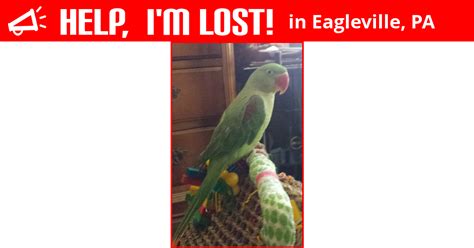lost bird eagleville pennsylvania jesse
