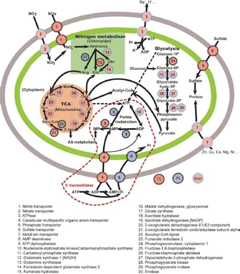 schematic cell model depicting genes  expression     scientific diagram
