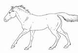 Horse Lineart Cantering Deviantart sketch template