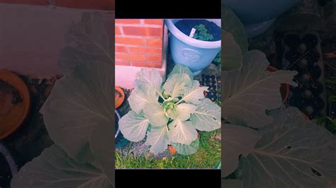 cabbage growing  container youtube
