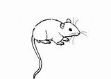 Rats sketch template