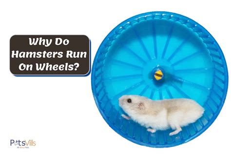 Why Do Hamsters Run On Wheels 3 Reasons Why Its Normal