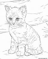 Coloring Kitten Pages Cute Printable Print Book sketch template