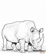 Rhino Coloring Pages Drawing Line Printable Rhinoceros Jumanji Eating Realistic Drawings Grass Rhinos Animal Animals Colouring Color African Sketch Sheets sketch template