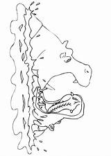 Nijlpaarden Nilpferde Kleurplaat Malvorlage sketch template
