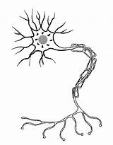 Neuron Unlabeled Nerve Cerebro Neuronio Neuronios Neurona Neurociencia Neuronas Pintar Nervioso sketch template