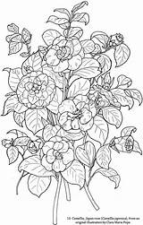 Dover Coloriage Annabelles Paysages Adultes Camellia Visita Doverpublications sketch template