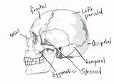 Coloring Anatomy Pages Skull System Skeletal Skeleton Human Muscular Bones Drawing Bone Diagram Printable Getdrawings Getcolorings Rocks Imagixs Thingkid Blank sketch template