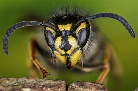 bees wasps  valuable  ecosystems economy  human health