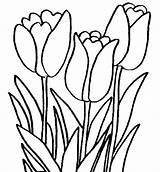 Tulip Mewarnai Matahari Tulipes Anak Sketsa Marimewarnai Coloriages Tulipe Koleksi Fleur sketch template