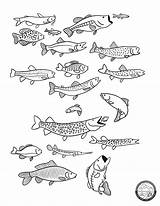Coloring Fish Pages Freshwater Color Printable Adventure sketch template