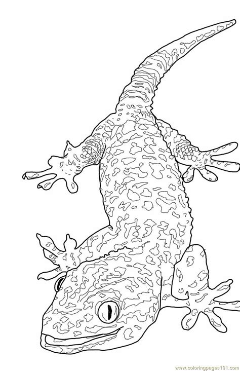 lizard coloring pages reptiles drawing outline gecko chameleon template