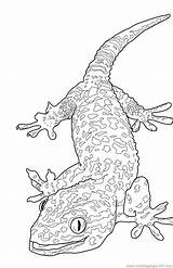 Coloring Lizard Printable Monitor Tokay Adult Reptile Animals Colouring Pokemon Adults Coloringpages101 Vuxna Cute Målarbild Related sketch template