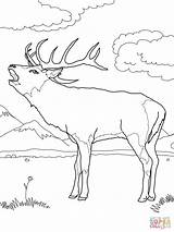 Deer Coloring Pages Red Print sketch template
