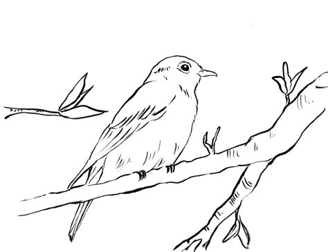 bluebird coloring page art starts