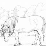 Shetland Pferde Shetlandpony Kleurplaat Tegninger Malvorlagen Ponys Heste Echte Kleurplaten Pferd Shetlandspony Supercoloring Paarden Tegning sketch template