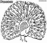 Peacock Coloring Pages Animal Print sketch template
