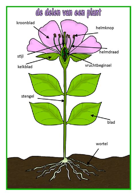 de delen van een plant vertaald parts   plant parts   flower plants