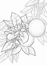 Coloring Arancio Disegni Dibujos Albero Arance Naranja Alberi Frutta sketch template
