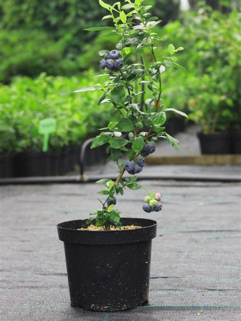 growing blueberries  containers   grow blueberry bushes
