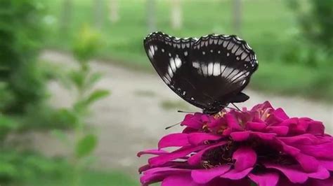 Beautiful Butterfly Video Hottie Ebony Teens
