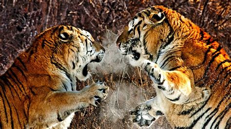 hd wallpaper territorial fight  bengal tigers seasons enemy