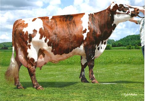 red holstein  vote crossbred    year  dairy cows