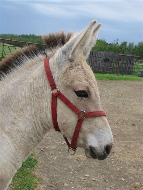norwegian fjord mule mix horses ponies donkeys closed pinterest donkey horse
