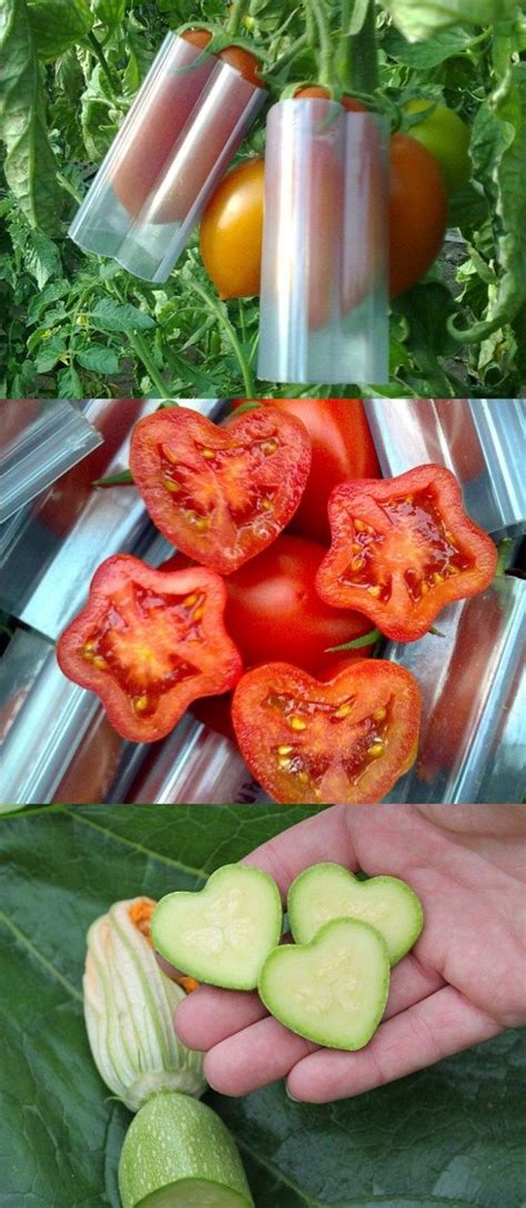 115 best odd shaped vegetables and fruits images on pinterest funny stuff funny pics and