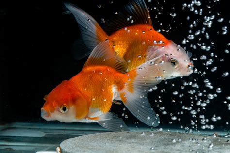 goldfish characteristics habitats types