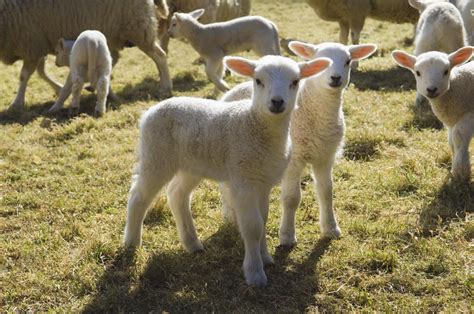 raise sheep  lambs   small farm